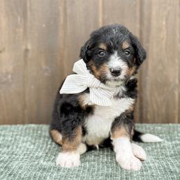 Nibs - Tri-color male Bernedoodle puppy in Bellville, Ohio from Bernedoodle Buddies