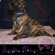 Josephine Marcus - Tiger female Perro de Presa Canario puppy in El Paso, Texas from Mesquite Creek Kennels