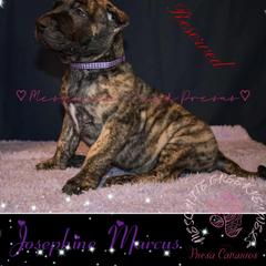 Josephine Marcus - Tiger female Perro de Presa Canario puppy in El Paso, Texas from Mesquite Creek Kennels