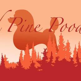 Poodles from Red Pine Poodles