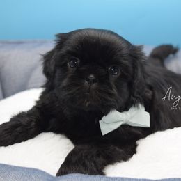 Gunner - Black male Shih Tzu puppy in Yakima, Washington from Angel Tails Shih Tzu of Washington State