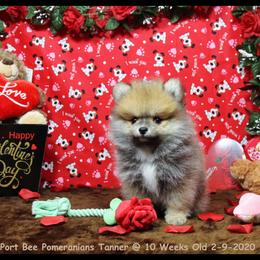Pomeranian Puppies from Port Bee Pomeranian’s