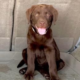 Cocoa Ember Dawn - Chocolate female Labrador Retriever puppy in Baldwin City, Kansas from Hedge Lane Labradors