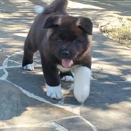 Akita Puppies from Folklore Akitas