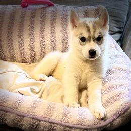 Potion - Gray and white female Siberian Husky puppy in Virginia from WJKennels