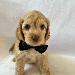 Toothless - Buff and white male Cockapoo puppy in Adrian, Oregon from ApplebyFarm