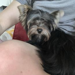 Kiki on the River - Black and gold male Yorkshire Terrier puppy in Cape Coral, Florida from Katherine’s Yorkies and Poodles