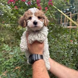 Duke - Parti male Yorkipoo puppy in Henderson, North Carolina from Dorans Danes and Doodles
