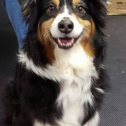 Australian Shepherds from Echo Lake Australian Shepherds