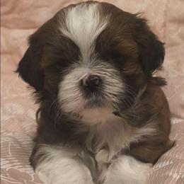Sweet pea - Liver and white female Shih Tzu puppy in Browns Summit, North Carolina from Lisa's Shih Tzus