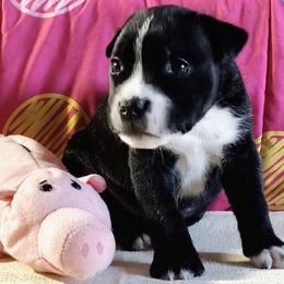 Beau - Black brindle male American Staffordshire Terrier puppy in Bastrop County, Texas from Ironheart American Staffordshire Terriers