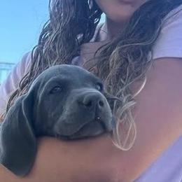 Weimaraners from Kennedy Weimaraners