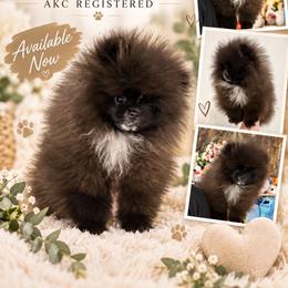 Shadow - Black parti male Pomeranian puppy in El Paso, Texas from Texas quality pomeranians