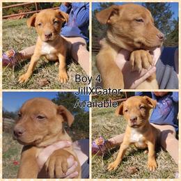 Boy 4 - Red male Australian Kelpie puppy in Bradford, Arkansas from Cedar Rock Heelers and Kelpies