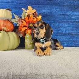 Birdie - Black and tan female Beagle puppy in Pottersville, Missouri from Lovan's Spring Creek Kennel