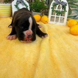 Garner - Brindle female Boxer puppy in Catawba, South Carolina from Happy Go Boxers
