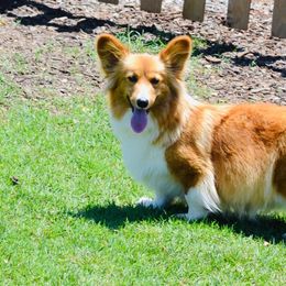 Pistachio - Pembroke Welsh Corgi