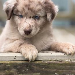 Jellybean - Red merle male Australian Shepherd puppy in Windsor, New York from Double B Aussies