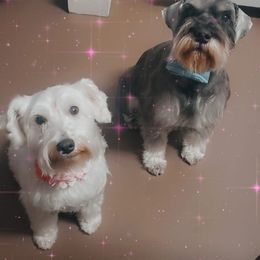 Miniature Schnauzers from Larry Perez Miniature Schnauzers