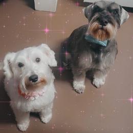 Miniature Schnauzers from Larry Perez Miniature Schnauzers