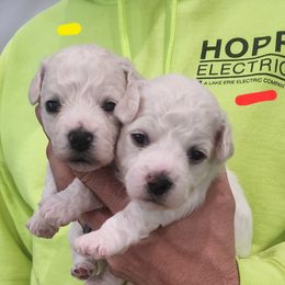 Girl 2 - Bichon Frise puppy in Grass Lake, Michigan from Waterloo Bichons AKC