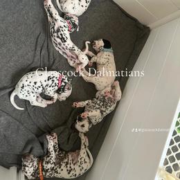 Dalmatian Puppies from Glasscock Dalmatians