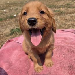 Sage-Mint and silver collars - Dark golden female Golden Retriever puppy in Tenino, Washington from Oak River Goldens'