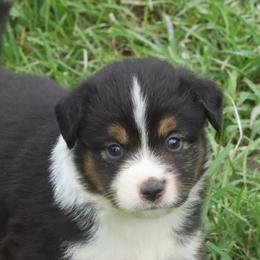 Floo Secret X Bolo - Black tri male Miniature American Shepherd puppy in Tiskilwa, Illinois from First Harmony Farms