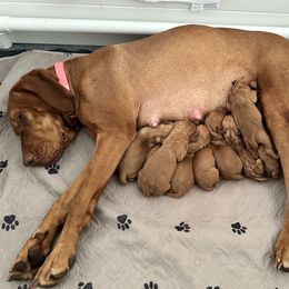 Vizsla puppies from True Heritage Vizsla kennel