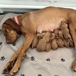 Vizsla puppies from True Heritage Vizsla kennel
