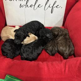 Pearl - Black & tan tri-color female Maltipoo puppy in Apple Valley, California from Boujeepups