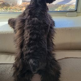 Bryce - Miniature Schnauzer