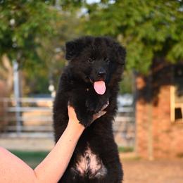 Max - Black male German Shepherd puppy in Azle, Texas from Alsup German Shepherds