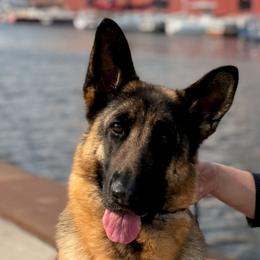 Sara - German Shepherd