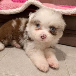 Girl 1 - Red merle female Australian Shepherd puppy in Iola, Texas from MK Aussies
