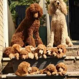 Poodle and Whoodle All Grown Up from Twin Pines