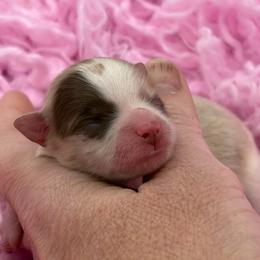 Flower - Chocolate merle female Pomeranian puppy in Franklin, North Carolina from A&J Cutie Pawtooties