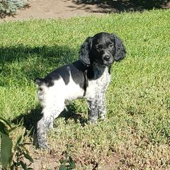 French Brittany Puppies from Dakota Point Kennel