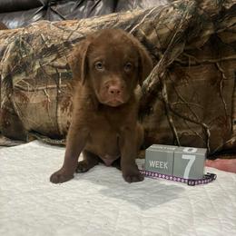 Purple Dot - Brown male Chesapeake Bay Retriever puppy in Wisconsin Dells, Wisconsin from Kilbourn Chesapeakes