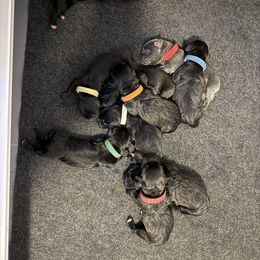 Girl 3 - Chestnut brindle female Cane Corso puppy in Homestead, Florida from Sabal Palm Cane Corso