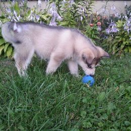 Alaskan Malamute Puppies from ArctiCircle Alaskan Malamutes