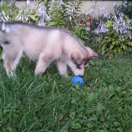 Alaskan Malamute Puppies from ArctiCircle Alaskan Malamutes