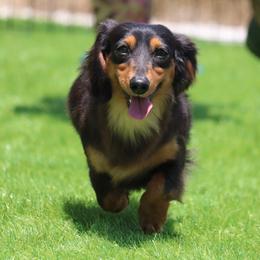 Duke - Dachshund
