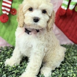 Bianca G2 - Golden female Cockapoo puppy in Haines City, Florida from Camic Cockapoos