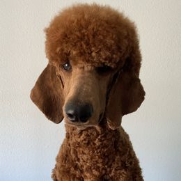 Solomon - Poodle