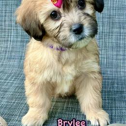Brylee - Cream female Companion Cross puppy in Mankato, Minnesota from Tiny and Treasured