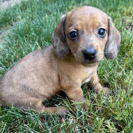 Forest - Red male Dachshund puppy in Salem, Oregon from Longdox Mini Dachshunds
