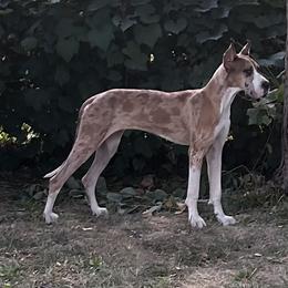 Aela - Great Dane