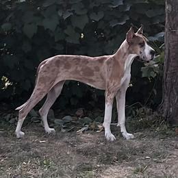 Aela - Great Dane