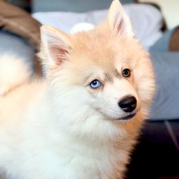 Flounder - Silver and white male Pomsky puppy in Centerville, Iowa from LJ Kennels Pomskies, LLC